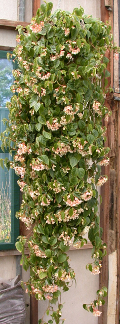 B. (radicans x solananthera)